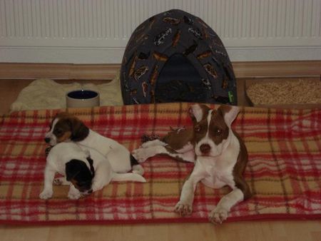 American Bulldog Hunde Foto 38428 in höherer Auflösung ansehen American Bulldog Nicki Babysitten mal ganz entspant