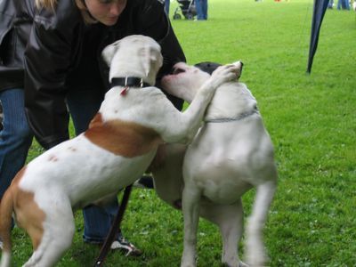American Bulldog Hunde Foto 27090 American Bulldog Kira spielt