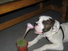 American Bulldog Foto: Ich freue mich darauf (ID 34434) American Bulldog Hund