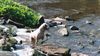 American Bulldog Foto: Cherokee's Amy (Gina) (ID 7406) American Bulldog Hund