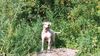 American Bulldog Foto: Cherokee's Amy (Gina) (ID 7408) American Bulldog Hund