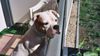 American Bulldog Foto: Cherokee\'s Amy (Gina) (ID 7407) American Bulldog Hund