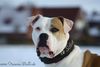 American Bulldog Hund