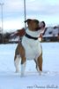 American Bulldog Hund