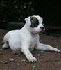 American Bulldog Foto: Silver-Moon-Bull´s Dark Angel als Baby (ID 18993) American Bulldog Hund
