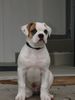 American Bulldog Foto: Woody Allan (ID 9544) American Bulldog Hund