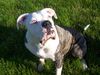 American Bulldog Foto: sonnenanbeter (ID 39557) American Bulldog Hund