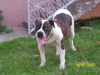 American Bulldog Foto: Leo (ID 40078) American Bulldog Hund