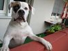 American Bulldog Foto: Tyson mit 13 Monaten (ID 5488) American Bulldog Hund