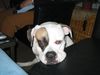 American Bulldog Foto: Oah!!! Bin ich müde! (ID 8426) American Bulldog Hund