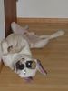 American Bulldog Foto: So ist es auch gemütlich! (ID 8427) American Bulldog Hund