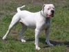 American Bulldog Foto: Mit 4 Jahren im besten Mannesalter (ID 12100) American Bulldog Hund