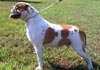 American Bulldog Foto (ID 208) American Bulldog Hund