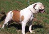 American Bulldog Foto (ID 209) American Bulldog Hund