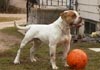 American Bulldog Foto (ID 211) American Bulldog Hund