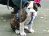 American Bulldog Hund