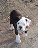 American Bulldog Foto: Dancing Devil Lady (ID 30557) American Bulldog Hund