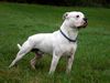 American Bulldog Foto: Redwoods Alpha HD/ED frei, ZTP,VPG1 (ID 28588) American Bulldog Hund