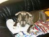 American Bulldog Foto: Hmmmmm was findet mein Frauerl nur so intressant an diesem Ding (ID 5011) American Bulldog Hund