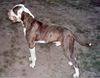 American Bulldog Foto: Mein Dicker in Pose (ID 6385) American Bulldog Hund