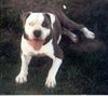 American Bulldog Foto: Mein Dicker (ID 6384) American Bulldog Hund