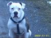 American Bulldog Foto (ID 8954) American Bulldog Hund