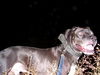 American Bulldog Foto: Hmmmm.... (ID 28354) American Bulldog Hund
