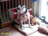 American Bulldog Foto: Unsere Joy (ID 23659) American Bulldog Hund