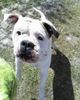 American Bulldog Foto: Zeig ma hast du denn da (ID 37968) American Bulldog Hund