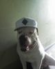 American Bulldog Foto: Rap Stuff (ID 37970) American Bulldog Hund