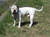 American Bulldog Foto: Was kuckst Du (ID 37969) American Bulldog Hund