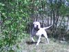 American Bulldog Foto: Was da los! (ID 37971) American Bulldog Hund