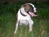 American Bulldog Foto: So gefährlich ist der Bodo nicht (ID 5232) American Bulldog Hund