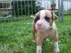 American Bulldog Foto (ID 13336) American Bulldog Hund