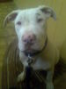 American Bulldog Foto: unser schatz pascha (ID 40695) American Bulldog Hund