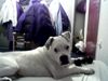 American Bulldog Foto: EFE (ID 15770) American Bulldog Hund