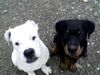 American Bulldog Foto: Efe&Rocky (ID 15820) American Bulldog Hund