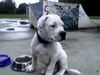 American Bulldog Foto: Sitting Bull (ID 15640) American Bulldog Hund