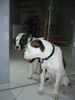 American Bulldog Foto: Bodo+Bodo (ID 2474) American Bulldog Hund