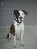 American Bulldog Foto: Black-Eye-Bull's Cracker (ID 2473) American Bulldog Hund