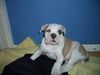 American Bulldog Foto (ID 35199) American Bulldog Hund