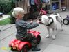 American Bulldog Foto: Joy & Celine (ID 23677) American Bulldog Hund