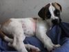 American Bulldog Foto: Im Bettchen ists doch am schönsten! (ID 23182) American Bulldog Hund