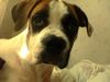 American Bulldog Foto: Bin ich nicht süß? (16Wochen) (ID 23592) American Bulldog Hund