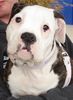 American Bulldog Foto: schon wieder Photo´s .... (ID 30758) American Bulldog Hund