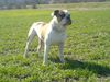 American Bulldog Foto: Woody Allen (ID 41891) American Bulldog Hund