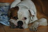 American Bulldog Foto: maos snow kingdom -belgrade (ID 39901) American Bulldog Hund