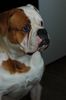 American Bulldog Foto: maos snow kingdom -belgrade (ID 39897) American Bulldog Hund