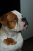 American Bulldog Foto: maos snow kingdom -belgrade (ID 39900) American Bulldog Hund