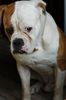 American Bulldog Foto: maos snow kingdom -belgrade (ID 39898) American Bulldog Hund